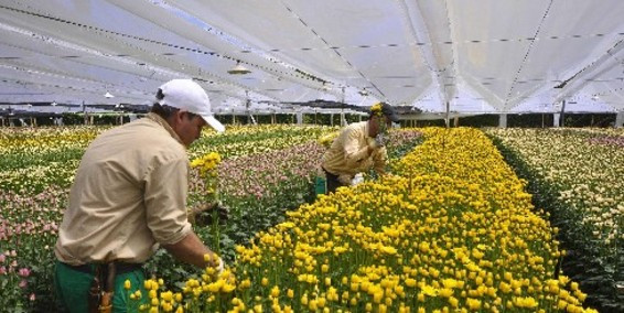 Crisis floricultora: Canceladas más del 50% de las ventas programadas para el resto del semestre