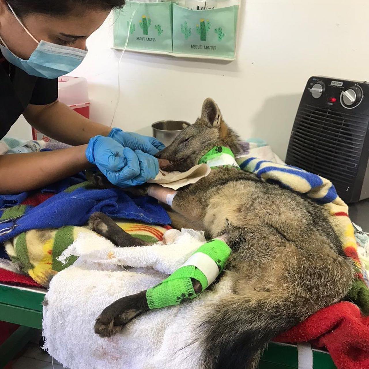 Cornare rechazó maltrato de un zorro que fue abandonado en La Ceja