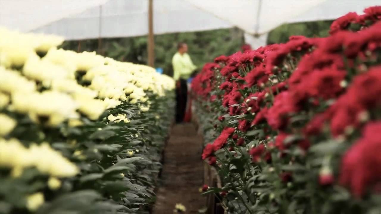 Paciente positivo por Covid labora en un cultivo de flores