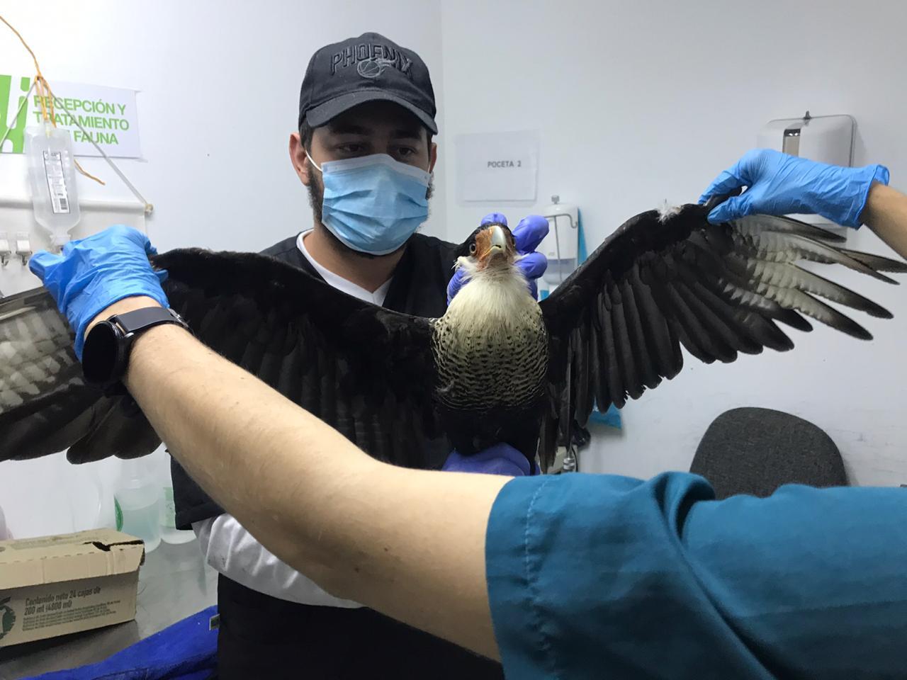 En libertad estará próximamente esta ave silvestre que fue rescatada en La Ceja