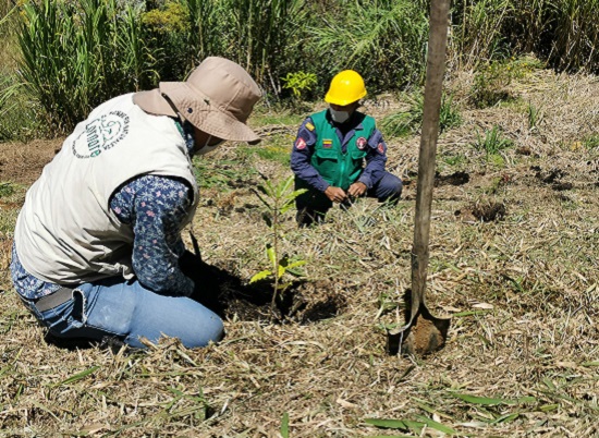 Proyecto de reforestación de Cornare ha logrado sembrar más de 500 mil árboles en la región