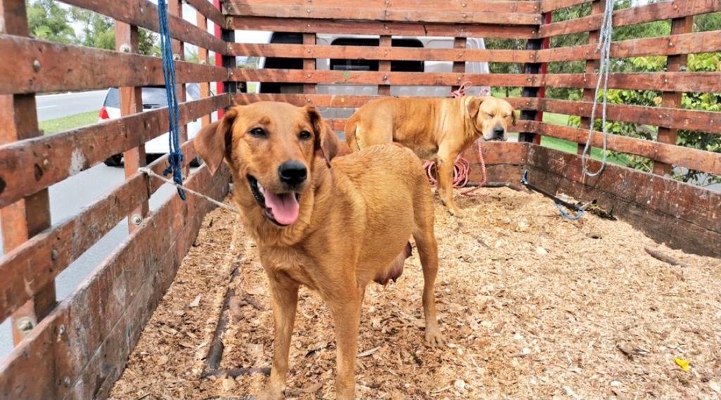 Operativo logró rescate de 10 perros que se encontraban en estado de abandono en Rionegro