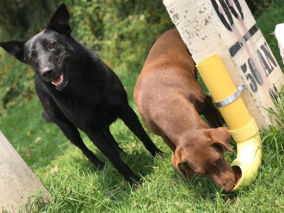 Proliferación de casos de abandono de perros en La Ceja