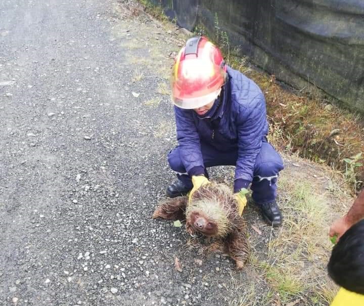 Socorristas rescatan dos osos perezosos en la vía La Unión. Uno perdió la vida
