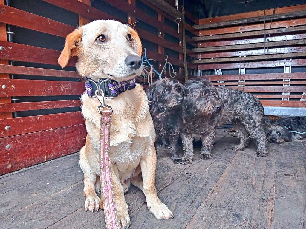 En Rionegro adelantaron operativo de rescate de seis perros que estaban en condición de abandono