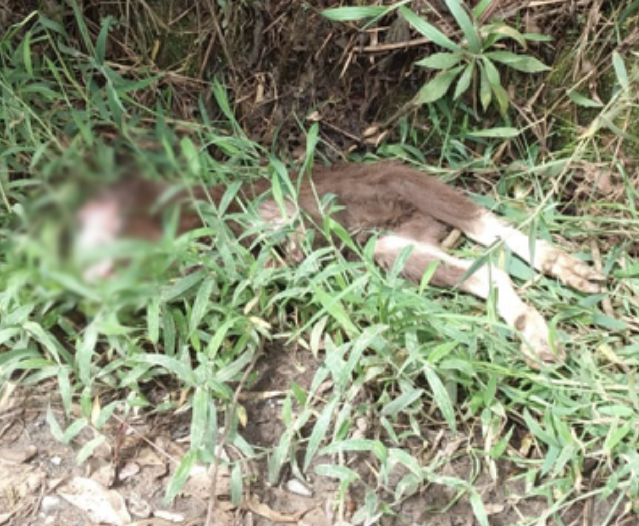 Conmoción en La Ceja tras hallazgo de dos cabras decapitadas en aparente ritual