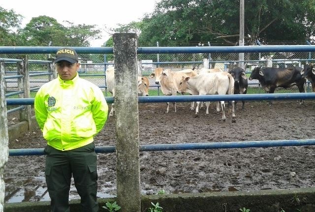 Persiste el hurto de ganado en La Ceja, Policía invita a denunciar