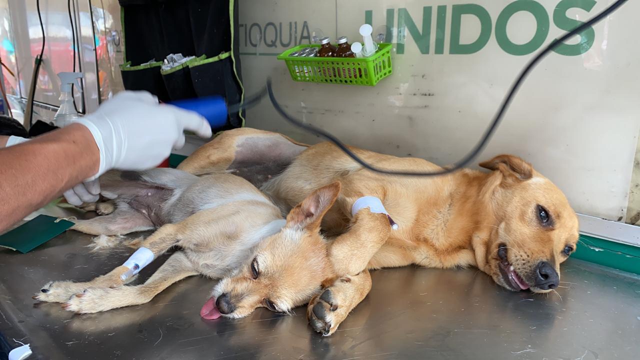 210 perros y gatos fueron esterilizados hoy en Marinilla