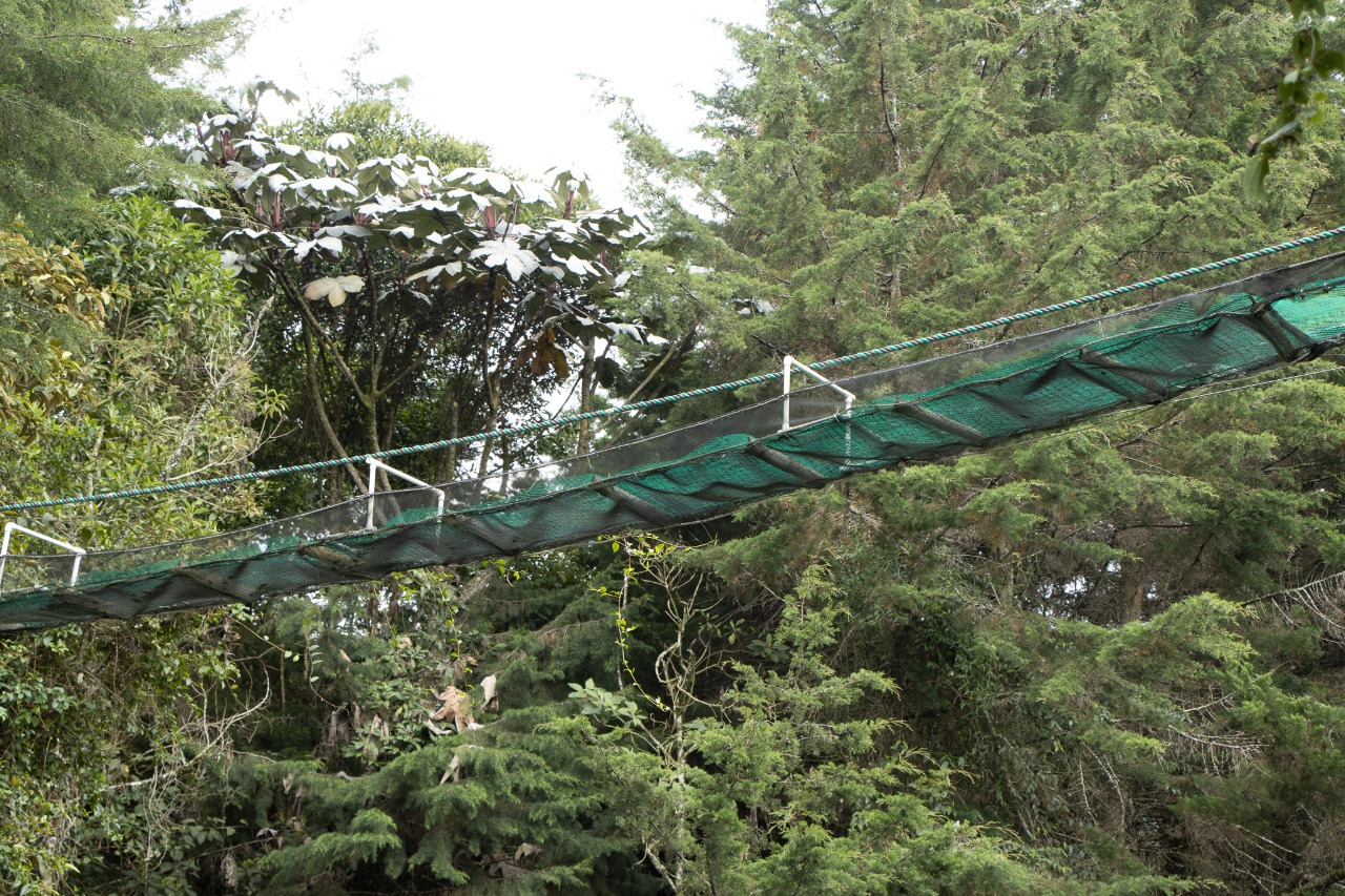 ¡Los animales necesitan cruzar! Entre La Ceja y La Unión instalaron puente elevado para tránsito de fauna