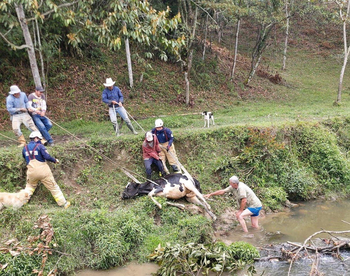 Rescataron vaca que había caído a Quebrada Cimarronas en Ríonegro.