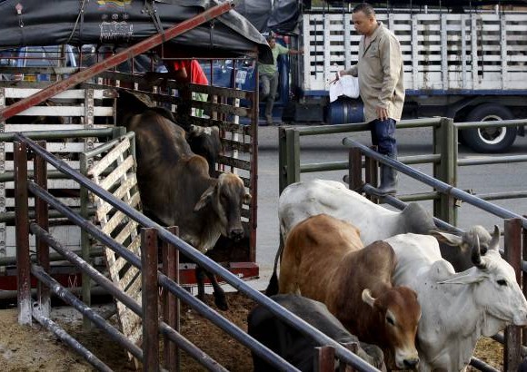 La Ceja: Subastas virtuales y reconocimiento facial de bovinos, dos novedades que tendrá Feria Ganadera.