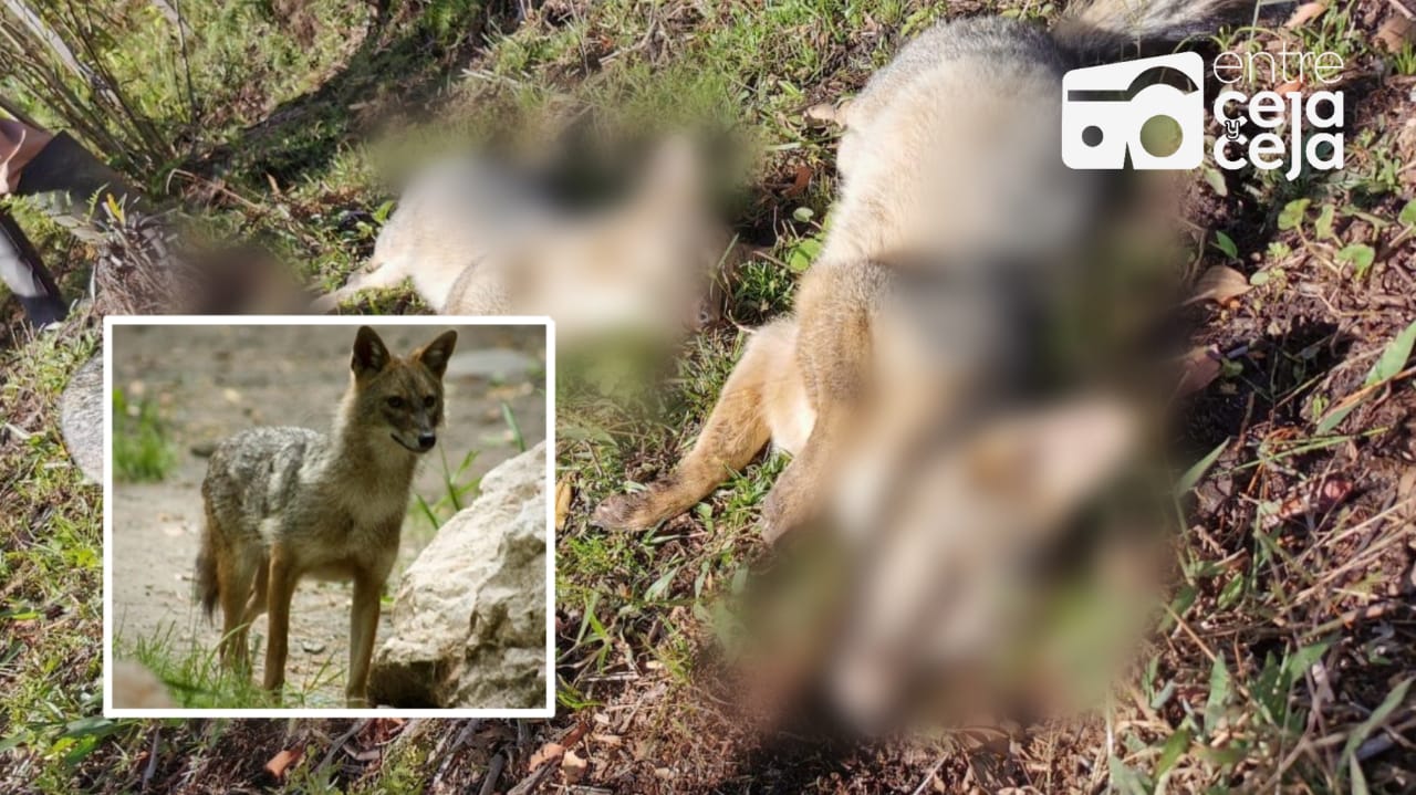 Triste pérdida para el ecosistema: En San Vicente encontraron 5 «zorros perros» muertos.