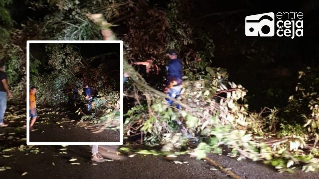 Atención: Encapuchados derribaron árboles y bloquearon la vía en Cocorná