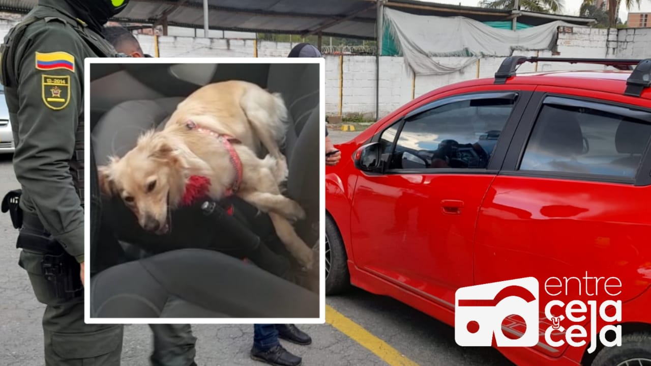 ¡Irresponsables! Mascota fue dejada al interior de un vehículo, sin agua y con los vidrios arriba.