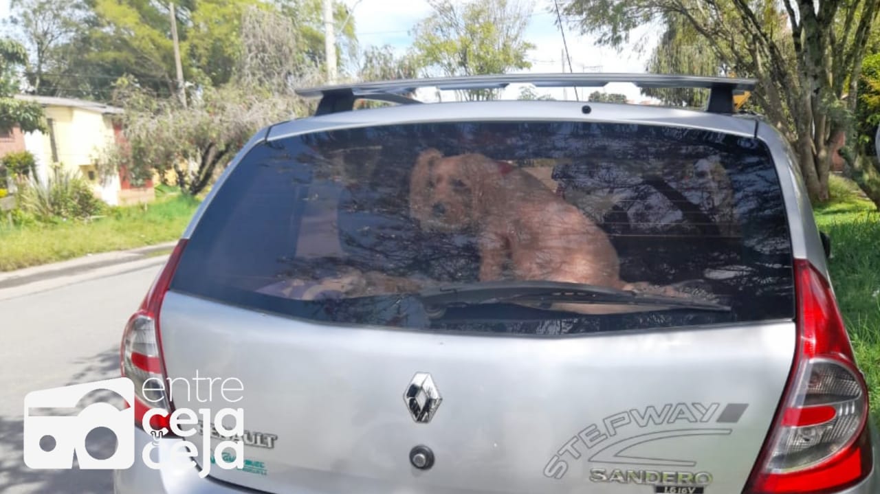 Aumento en los casos de mascotas encerradas en vehículos preocupa a las autoridades.