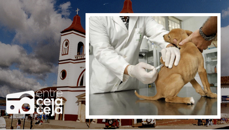 La Unión: habrá jornada de vacunación antirrábica para mascotas.