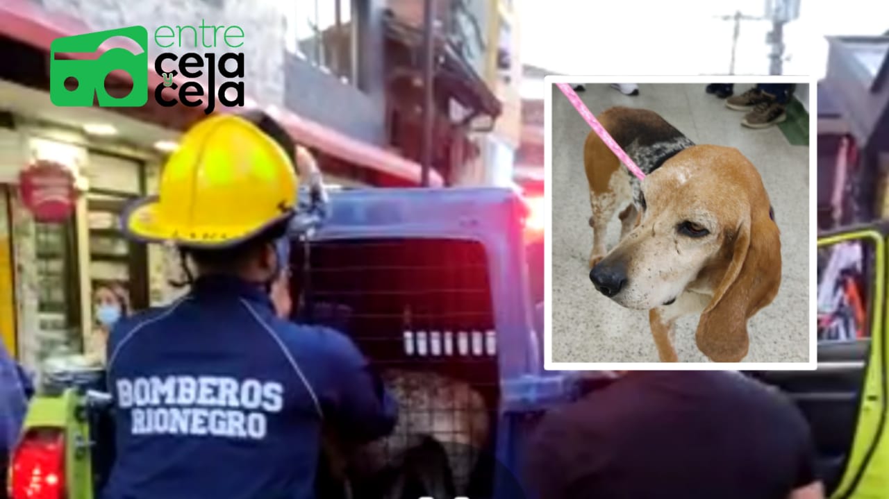 Rionegro: indolentes abandonaron una mascota en Terminal de Transporte.