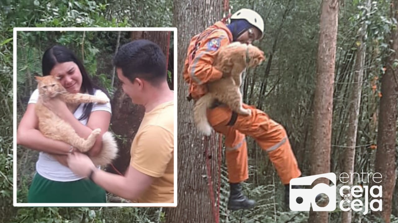 Defensa Civil Rionegro rescató un gato que llevaba 5 días en un árbol.