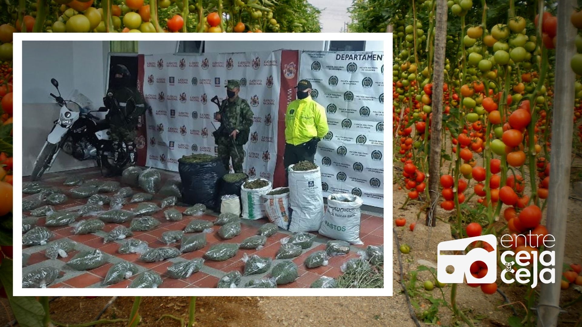 En Sonsón delincuentes utilizaban cultivos de tomate como fachada para cultivar Marihuana
