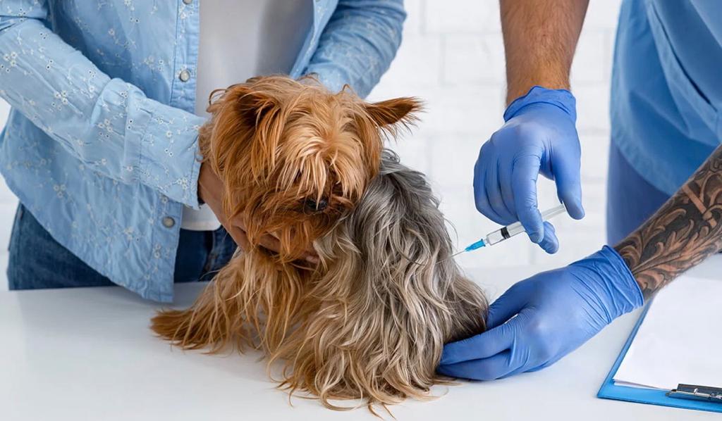 La Ceja: Hoy habrá jornada de vacunación antirrábica para mascotas.