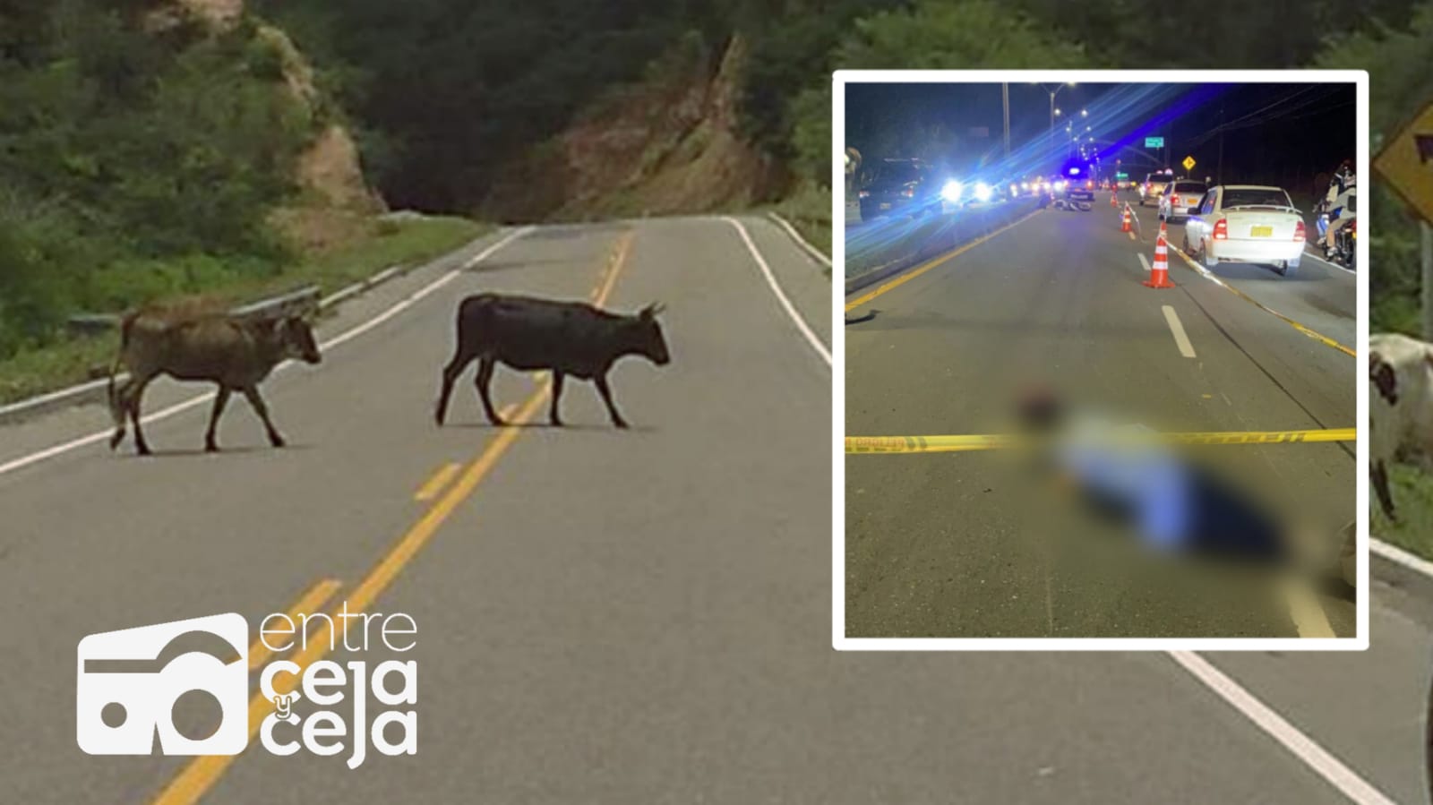 Motociclista marinillo murió tras chocar contra una vaca.