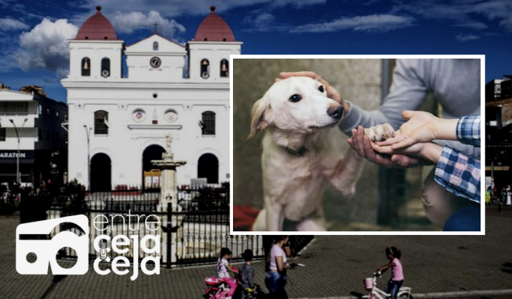 El Santuario: este sábado habrá una gran “adoptatón” de mascotas en el parque principal.