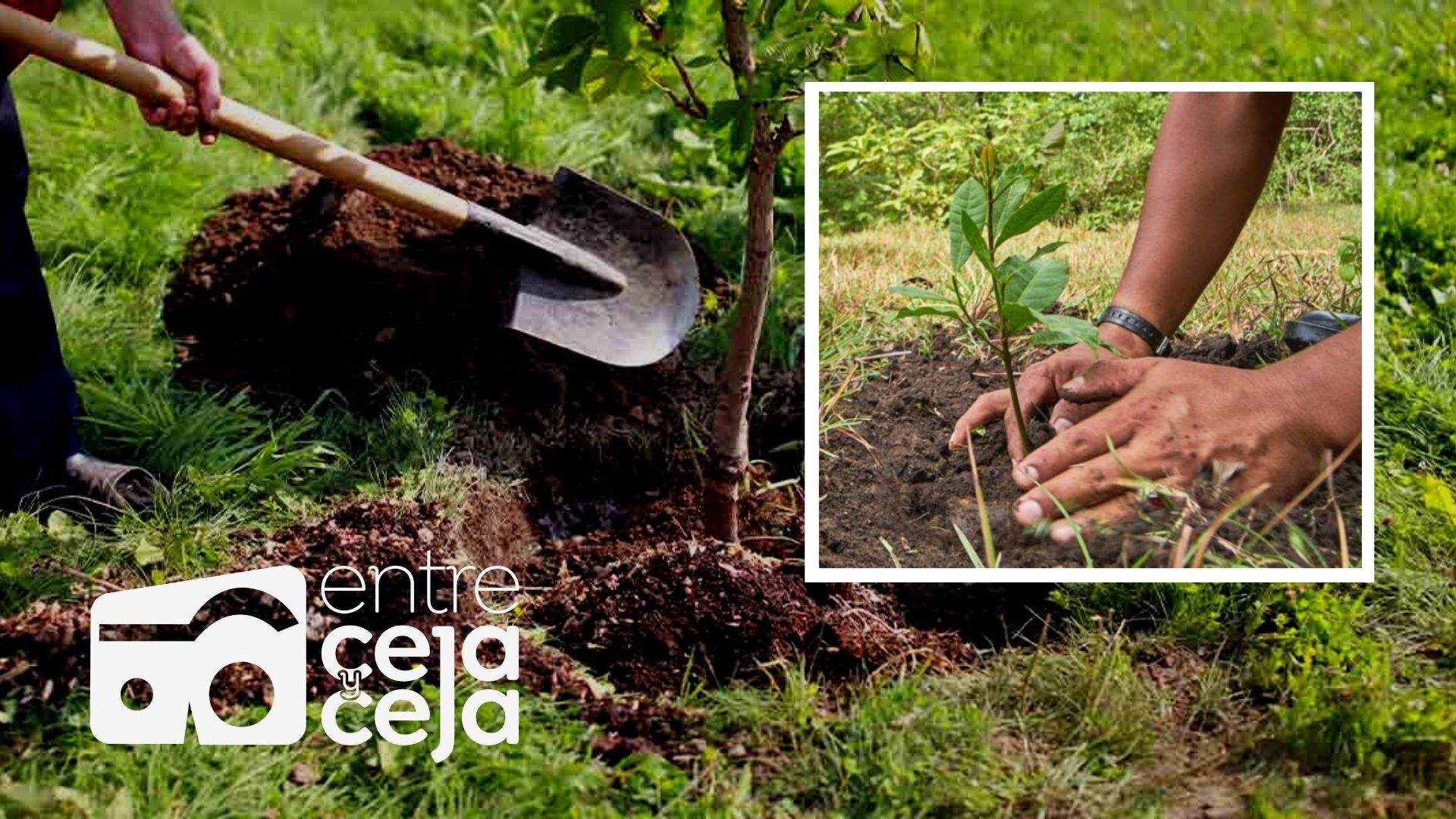En Colombia se sembraron más de 7 millones de árboles en la Sembratón Nacional