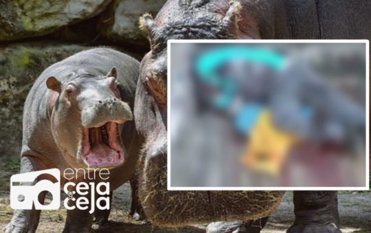 Pescador al que hipopótamo casi le arranca un brazo se recupera en hospital de Rionegro.