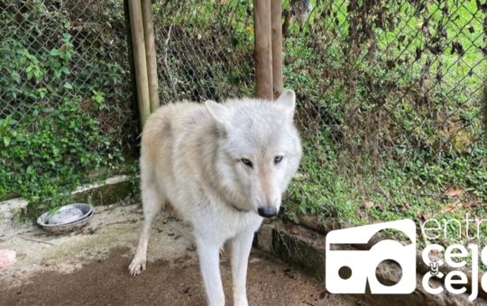¿En qué va el caso del presunto lobo encontrado en una finca del municipio de Rionegro?