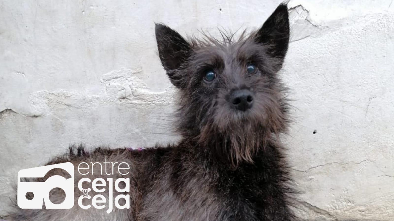Murió Tita, la perrita ciega rescatada en Granada y que buscaba un hogar.