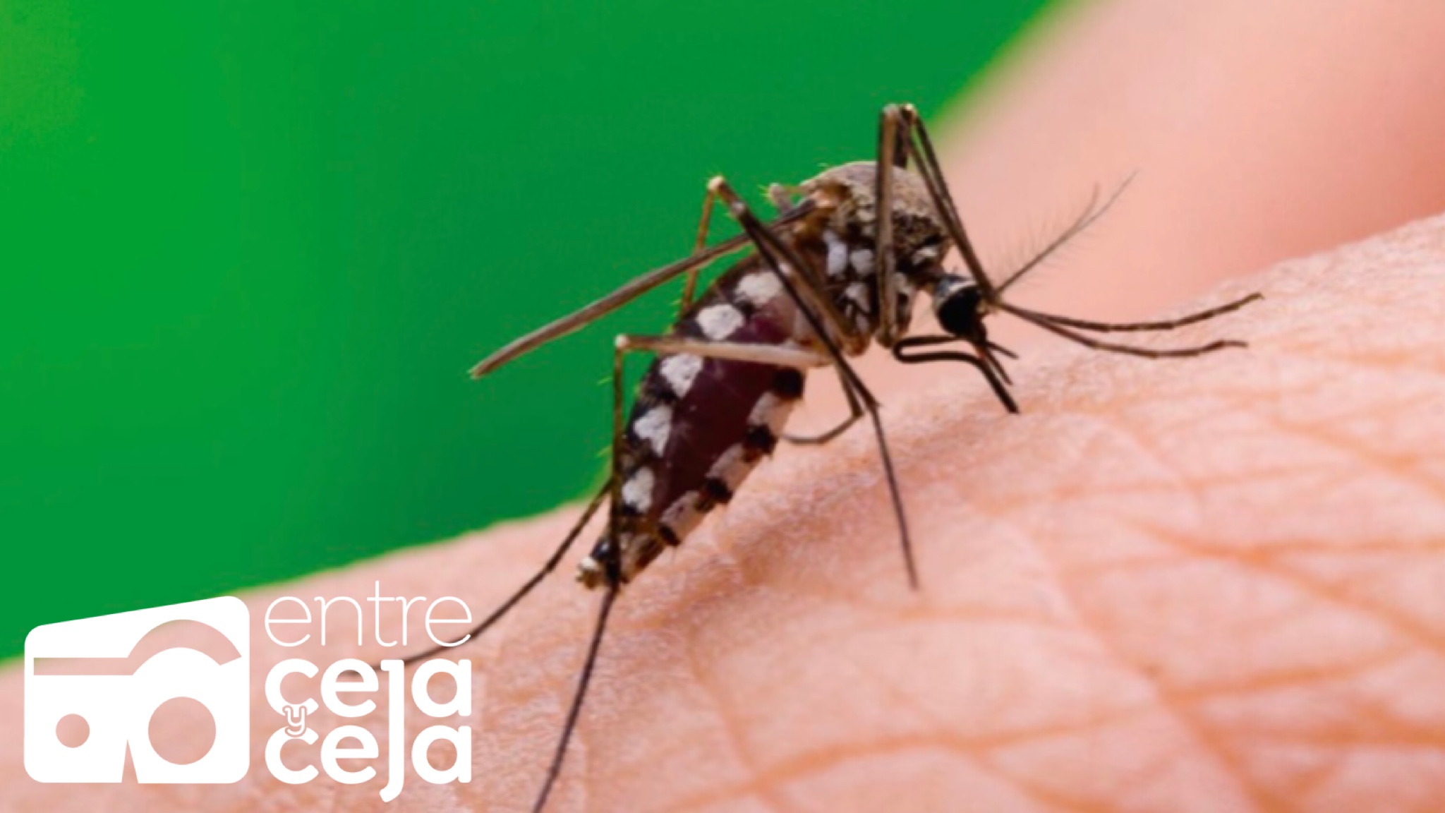 Coronadengue: reportan primer caso de infección simultánea de COVID-19 y Dengue.