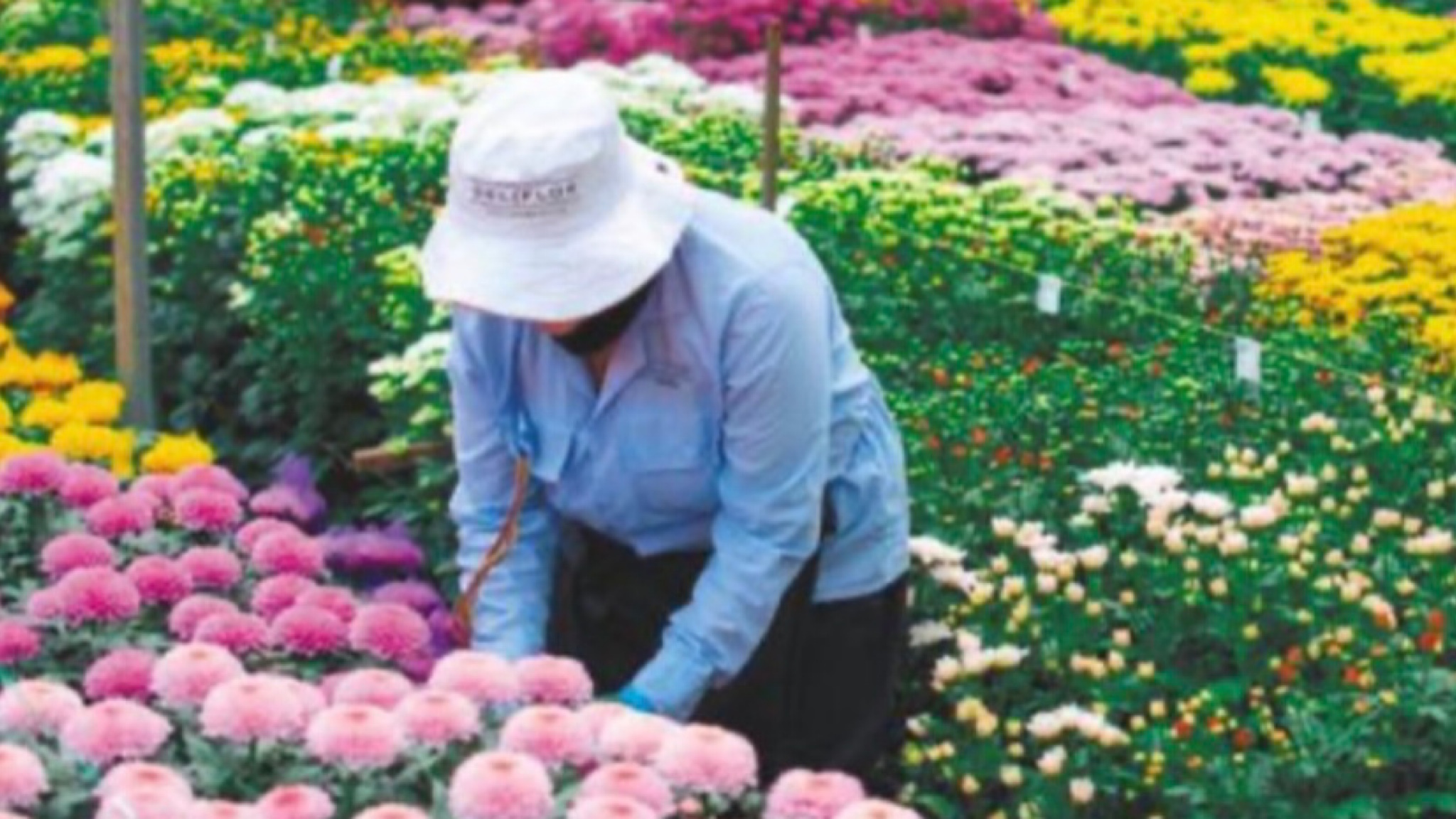 Más de 200 millones tallos de flores fueron exportados desde el Oriente para celebrar San Valentín.