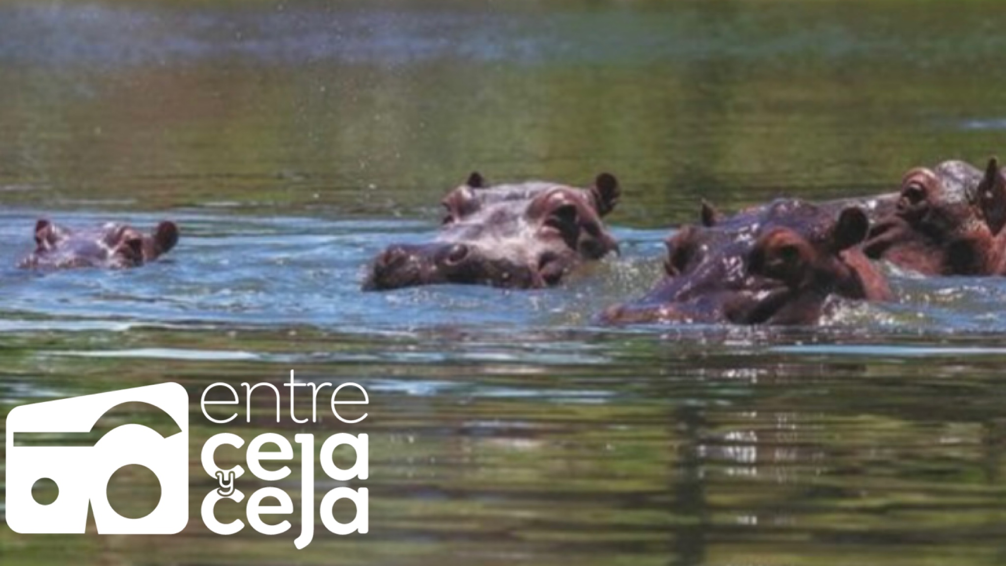 Colombia declarará a los hipopótamos de Pablo Escobar como especie invasora.