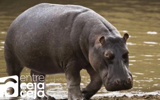 Oficial: los hipopótamos fueron declarados como una especie invasora