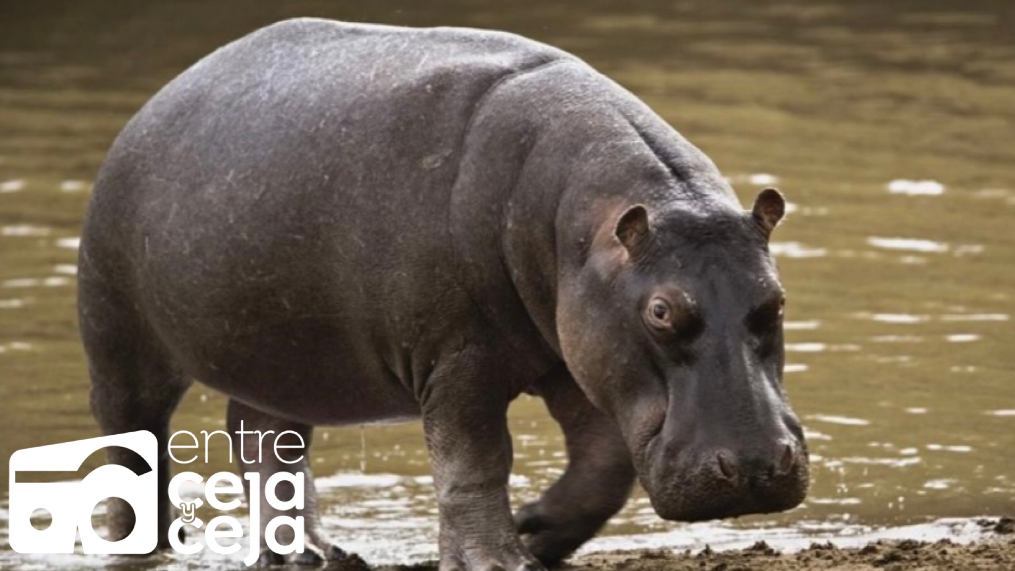 Oficial: los hipopótamos fueron declarados como una especie invasora