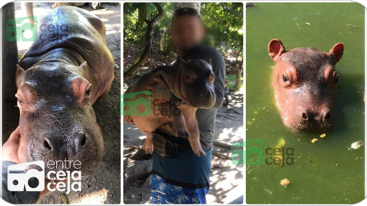 En Doradal apareció otra familia que dice tener una cría de hipopótamo de mascota