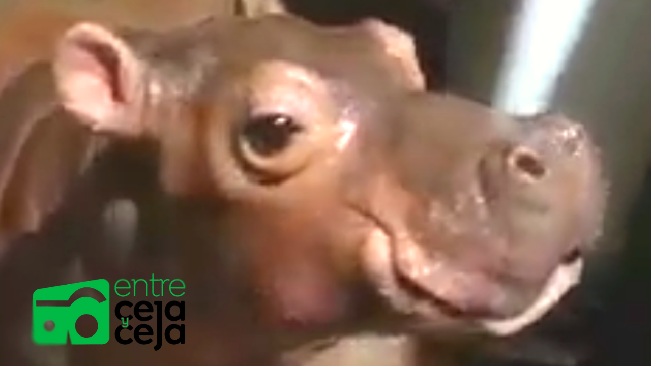 Puerto Berrío: Pequeño hipopótamo fue adoptado por campesino