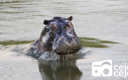 Con una firmatón virtual buscan salvar del sacrificio a los hipopótamos de Pablo Escobar