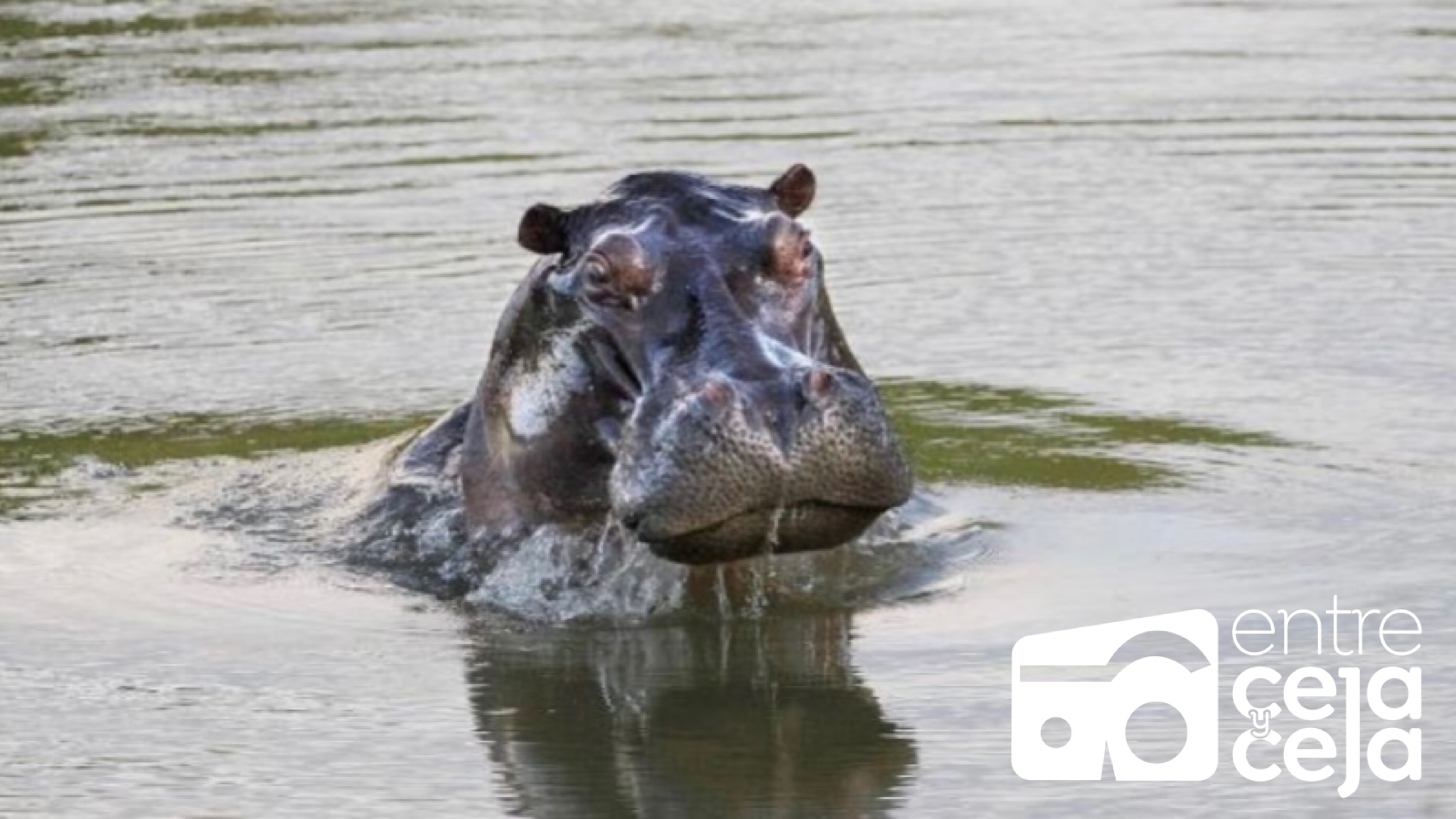 Con una firmatón virtual buscan salvar del sacrificio a los hipopótamos de Pablo Escobar