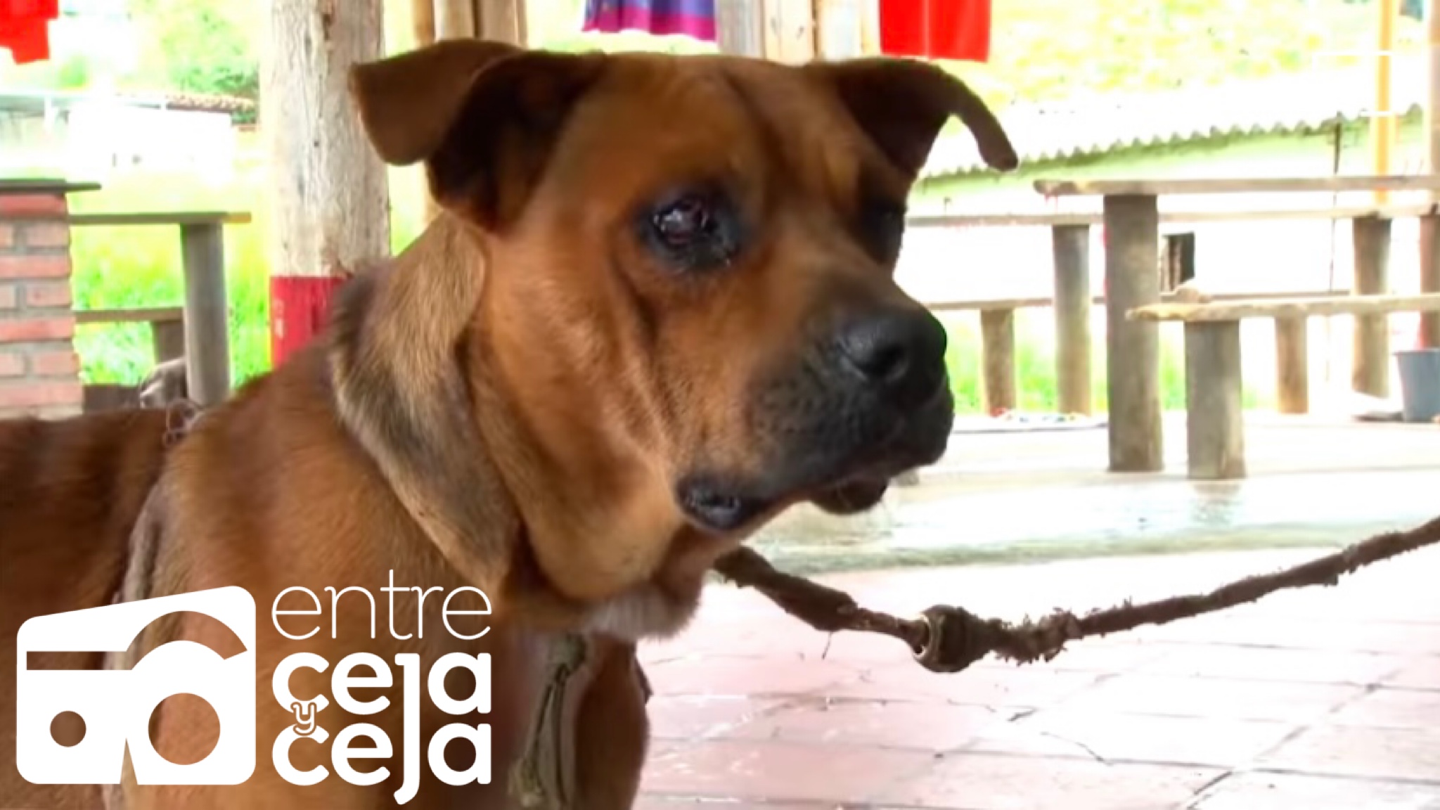 Marinilla: adelantan campaña de adopción para 60 caninos