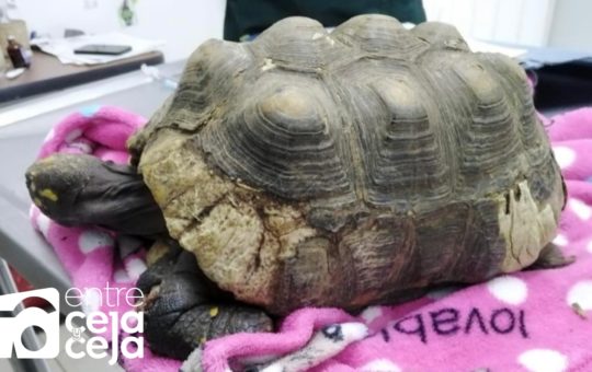En Guarne rescataron a una tortuga morrocoy en grave estado de salud