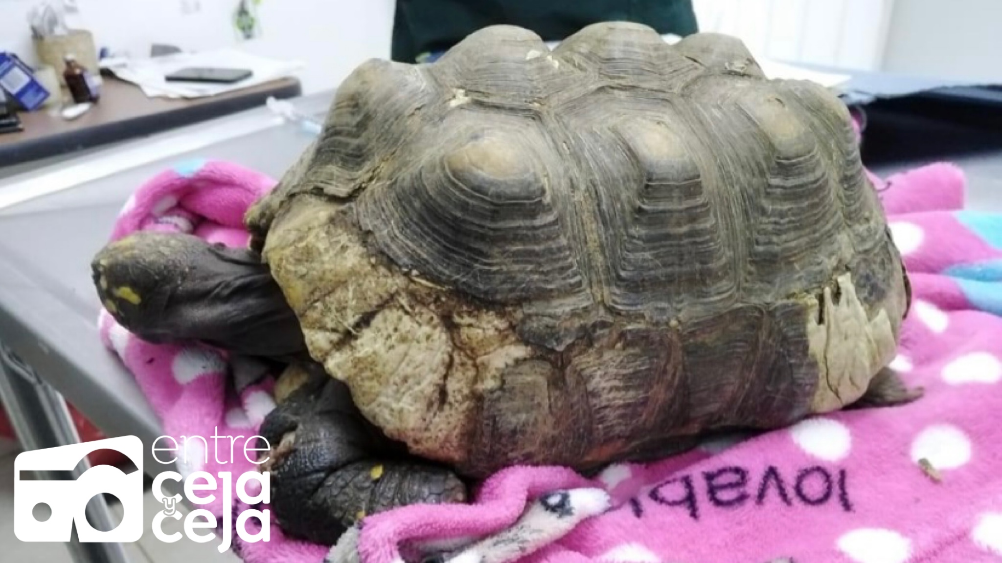 En Guarne rescataron a una tortuga morrocoy en grave estado de salud