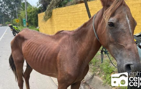 Autoridades de Marinilla encontraron a una yegua amarrada y con signos de maltrato
