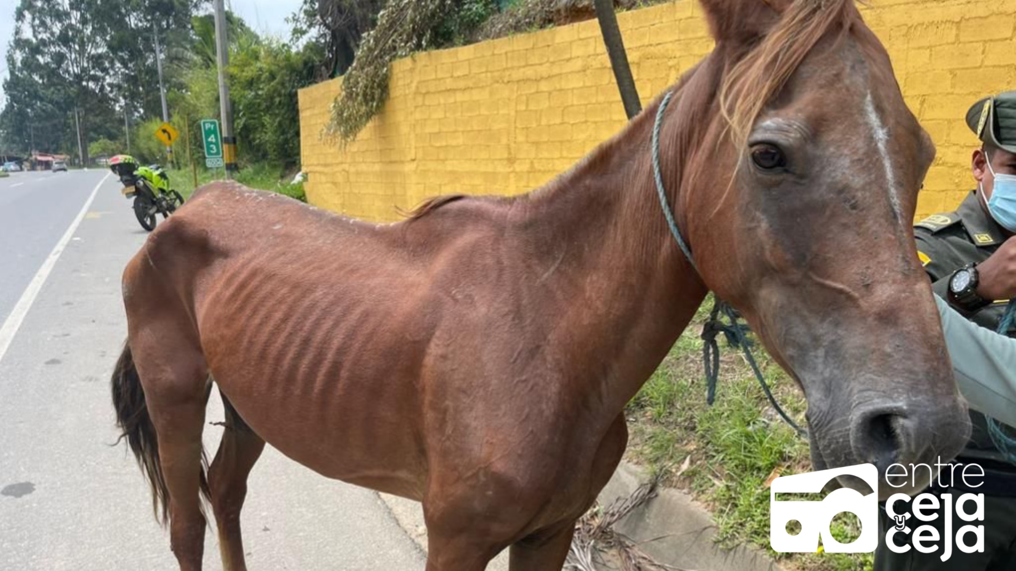Autoridades de Marinilla encontraron a una yegua amarrada y con signos de maltrato