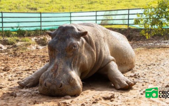 Tras ser declarado especie invasora una hipopótamo hembra fue esterilizada con éxito