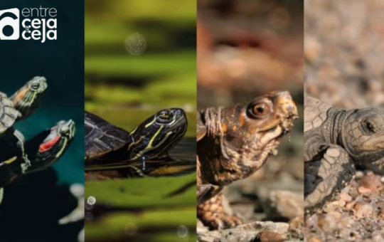 Día Mundial de la Tortuga ¿Qué estamos haciendo por su hábitat?