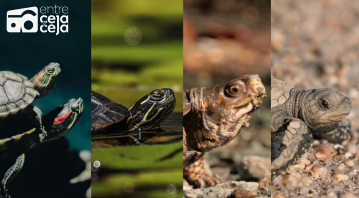 Día Mundial de la Tortuga ¿Qué estamos haciendo por su hábitat?
