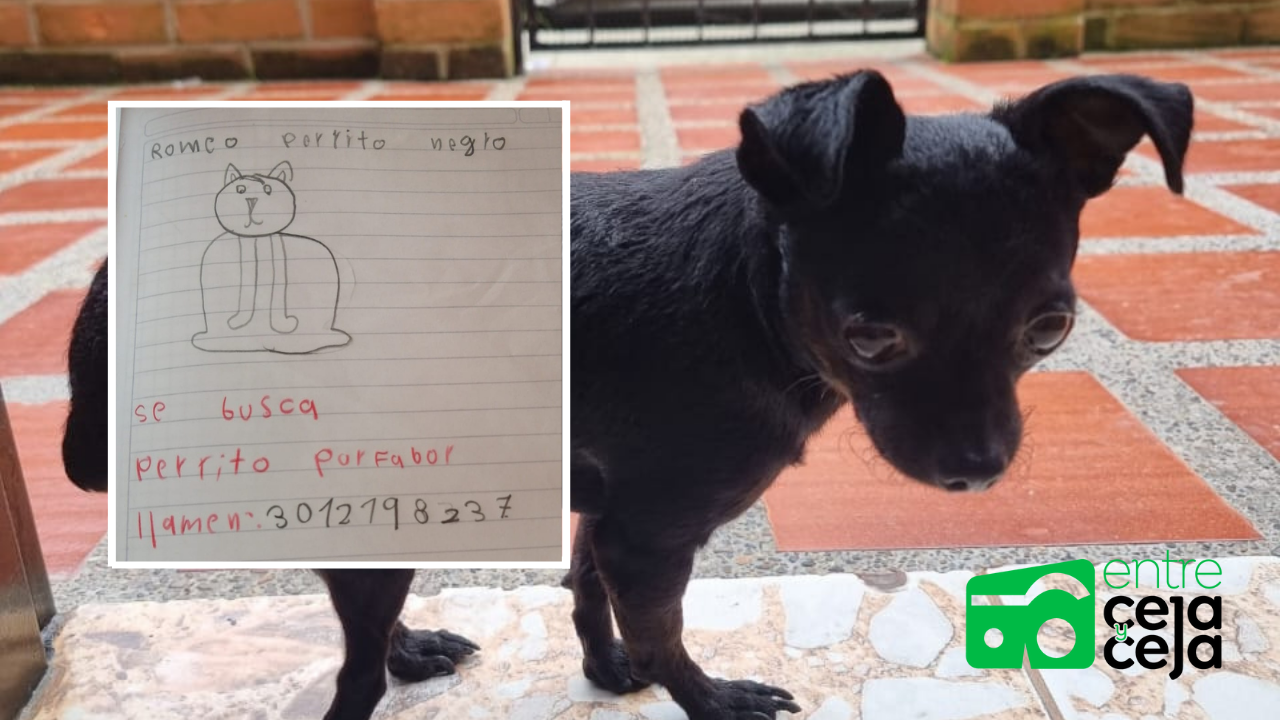 Pequeña niña busca en La Ceja a punta de dibujos a su mascota perdida