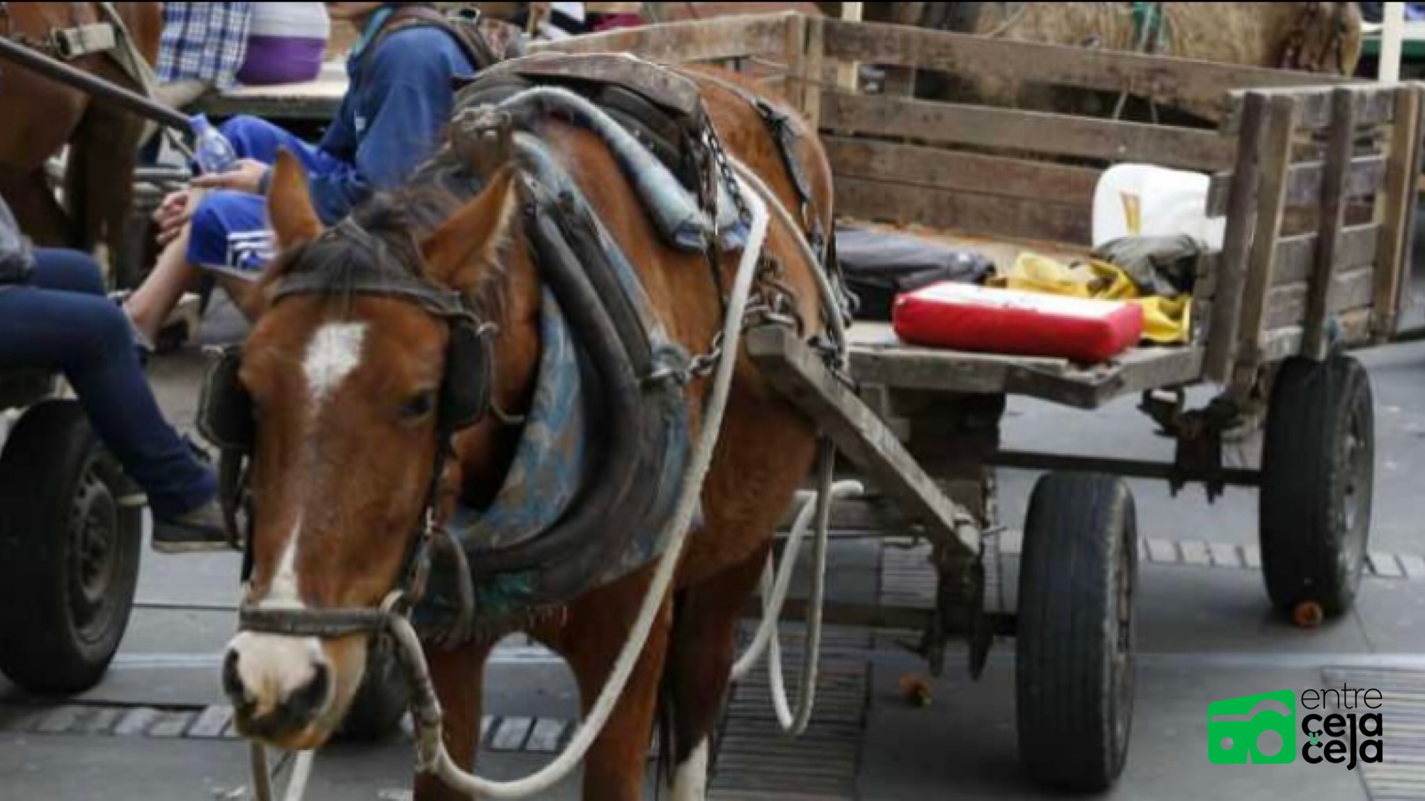 17 caballos de Marinilla se jubilan y dejan de ser usados como vehículo de tracción animal