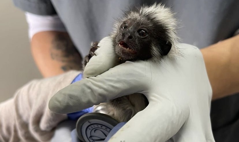 Familia de San Rafael entregó de manera voluntaria a Cornare un mono tití bebé